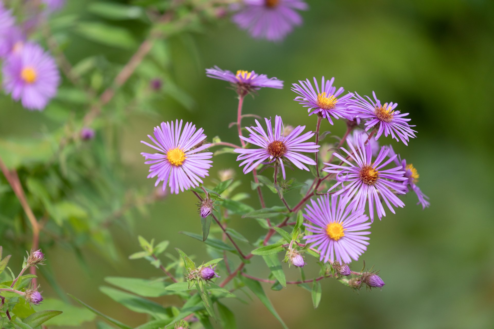 asters - purple flowers