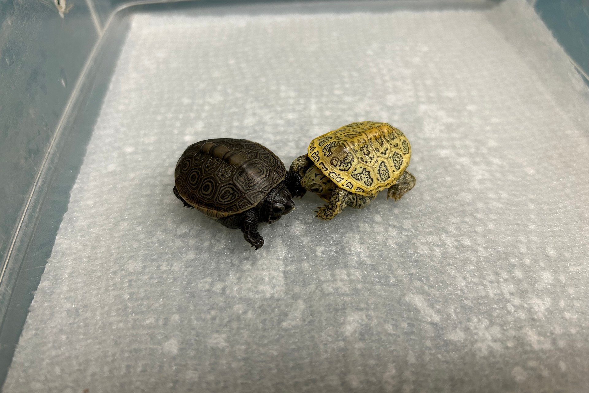 Two Diamondback terrapin hatchlings, one with a golden shell