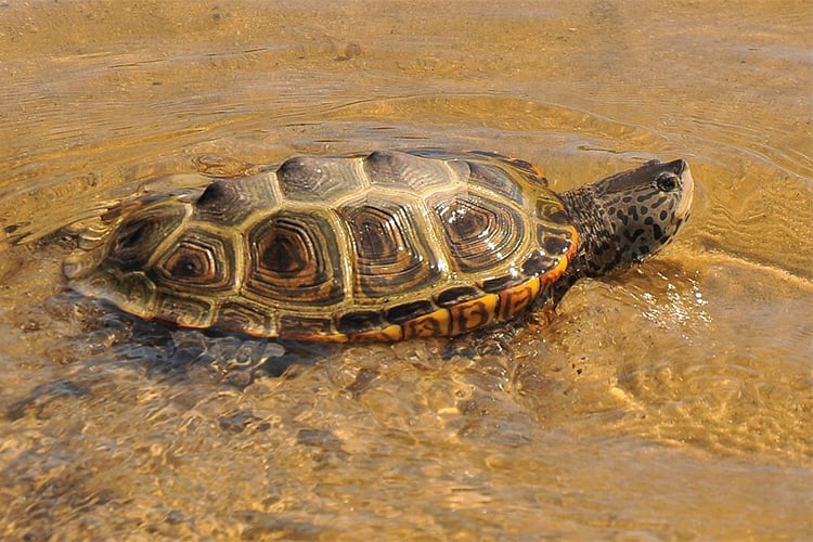 Diamondback Terrapin female swimming in the shallows © Terri Munson